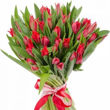 Красные тюльпаны 25 шт код  26970